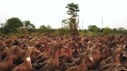 关于鸭子搞笑视频,那些让人捧腹大笑的鸭子搞笑视频